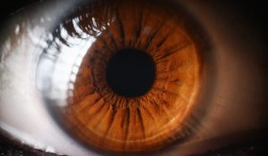 The Link Between Cardiovascular Health and Age-Related Macular Degeneration