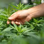 Natural Healing with Cannabis: A New Path to Wellness and Vitality