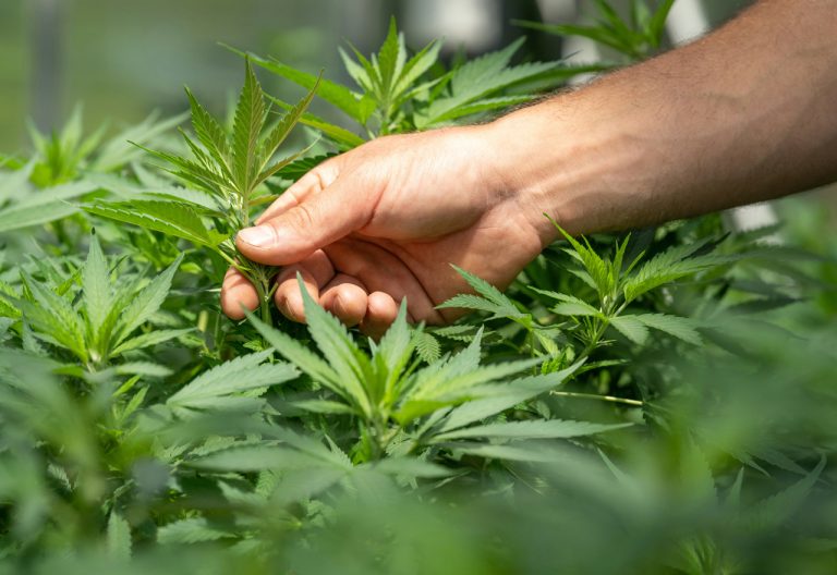 Natural Healing with Cannabis: A New Path to Wellness and Vitality