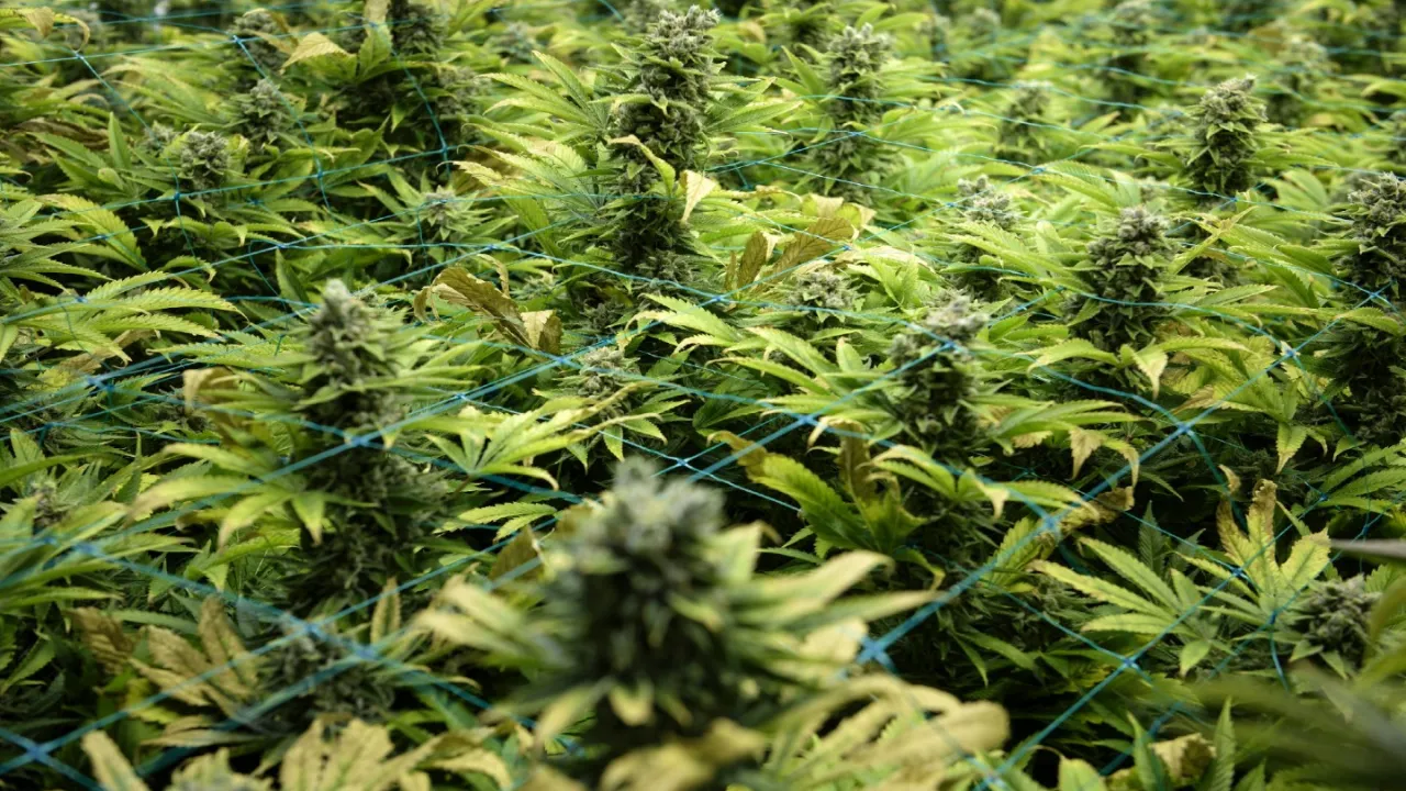 cannabis shop ottawa
